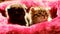 baby kittens.Black and gray kitten in a fluffy red couch.Curious emotional kittens. Close-up of kitten faces.cute pets