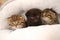 baby kittens.Three kittens in a fluffy white house on a blurred room background.Black and two tabby Scottish kittens in