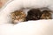 baby kittens.Three little kittens in a fluffy white house on a blurred room background.Black and two tabby Scottish