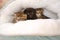 baby kittens.Three little kittens in a white house .Black and two tabby Scottish kittens in a bed.Accessories for cats.