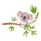 Baby koala bear hanging on eucaliptus tree. Branch with green leaves. Cartoon style. Funny and cute. Australian animal. Nature and