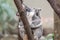 Baby koala peaks over motherâ€™s shoulder