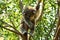 Baby koala sleeping in a tree