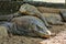 A baby Komodo Dragon lays on top it& x27;s Mother, Komodo Islands, Indonesia