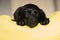 Baby Labrador Retriever dog sleeps on a yellow pillow