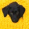Baby Labrador Retriever dog wrapped in a yellow warm knitted blanket