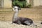 Baby Lama Alpaca Lying Down Portrait