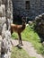 Baby lama at Machu Picchu