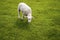 Baby lamb face. Cute animal standing meadow at Yorkshire Sculpture Park