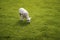 Baby lamb face. Cute animal standing meadow at Yorkshire Sculpture Park