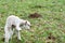 Baby lamb in field in spring during lambing season