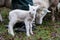 Baby lamb in field in spring during lambing season