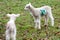 Baby lamb in field in spring during lambing season