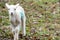 Baby lamb in field in spring during lambing season