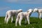 Baby Lamb on green field