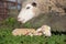Baby lamb and her maternal sheep