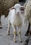 Baby lamb and mother sheep in the farm, looking at the camera. Close up of livestock family