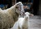 Baby lamb and mother sheep in the farm, looking at the camera. Close up of livestock family