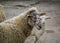 Baby lamb and mother sheep in the farm, looking at the camera. Close up of livestock family