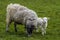A baby lamb peers sheepishly around her mother in a field near Market Harborough  UK