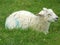 Baby lamb sitting in a field behind grass