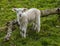 A baby lamb stands watchful by a an old tree trunk in a field near Market Harborough  UK