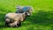 Baby Lamb sucking on milk from its mother sheep.