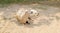 Baby lambs sleeping on the ground