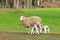 Baby lambs suckling milk from mother sheep