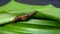 Baby Land Snail Walking on leaves