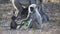 A baby langur monkey plays with leaves at tadoba andhari tiger reserve