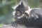 A baby Langur on a tree