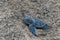 Baby leatherback crawling on sand