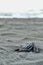 Baby leatherback sea turtle Dermochelys coriacea running to the sea.