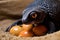 baby leatherback turtle emerging from egg