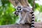 Baby lemur catta ring tailed lemur