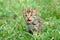 Baby leopard cat
