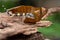 Baby leopard gecko in the garden