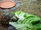 A baby leopard tortoise chowing down on a big lettuce leaf