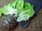A baby leopard tortoise chowing down on a big lettuce leaf