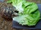 A baby leopard tortoise chowing down on a big lettuce leaf