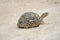 Baby leopard tortoise, sandy, stony surroundings