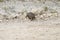 Baby leopard tortoise walks away from camera, sandy, stony surroundings