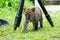 Baby leopard in wildlife breeding station