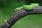 A baby Lesser Sunda pit viper crawling on a dry tree branch.