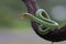 A baby Lesser Sunda pit viper crept along a dry tree branch.