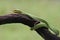 A baby Lesser Sunda pit viper crept along a dry tree branch.