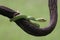 A baby Lesser Sunda pit viper crept along a dry tree branch.