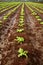 Baby lettuce sprouts on a red claiy soil