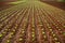 Baby lettuce sprouts on a red claiy soil